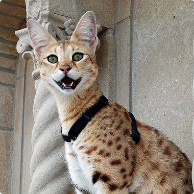 10 фактов о кошках