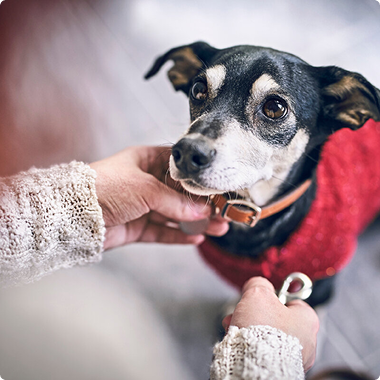 Шлейка или ошейник