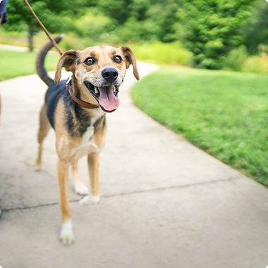 10 фактов о собаках